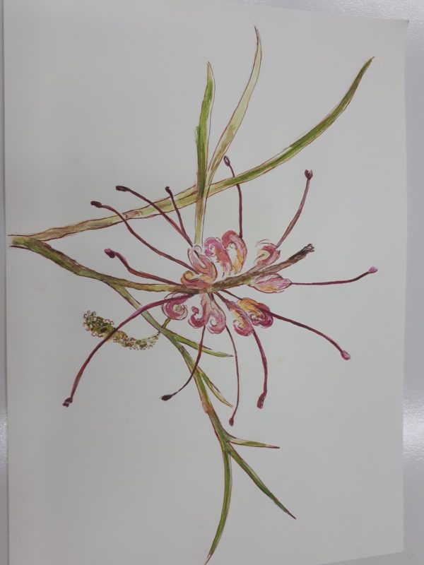 Drawing of a grevillea flower